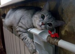 Киевлянам могут повысить  тарифы на отопление и воду