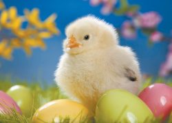 Шнобель-2015 вручили за яйца, сваренные наоборот