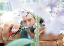 &laquo;Невинные&raquo; травы могут привести к тяжелым отравлениям и срыву беременности