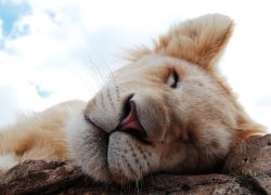 Почему ленивые живут дольше