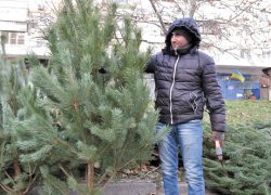 Какой будет цена новогодних елочек