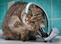 В четыре района Киева вернут горячую воду