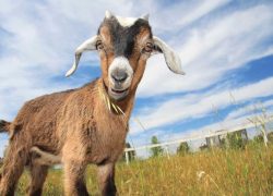 Почему  &laquo;любовь зла&raquo;