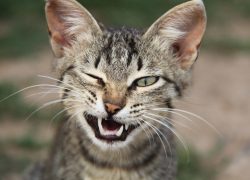 А ЯЗВА-ТО У НАС ОТ ЗЛОСТИ