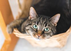 Кошки превращают людей в зомби