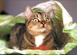 Кошки в каменном мешке: кто спасет животных в Киеве