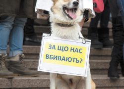 Москва подхватила идею киевлян о создании &laquo;зоополиции&raquo;