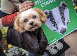 Контроль животных: методы гуманные