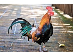 Как задобрить китайского Петю: все о Новом годе в восточном стиле