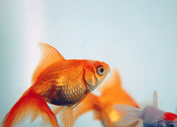 &laquo;Лучше пить воду из Днепра, чем из крана&raquo;