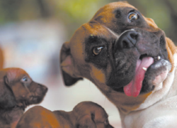 Генетики создали клон пса Дилана