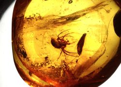 100 млн. лет: есть рекорд эрекции!