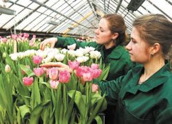 В этом году в столице высадят  рекордное количество цветов